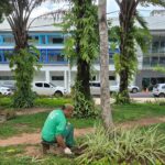 Prefeitura realiza manutenção e poda na Praça da Revolução para o Carnaval 2026